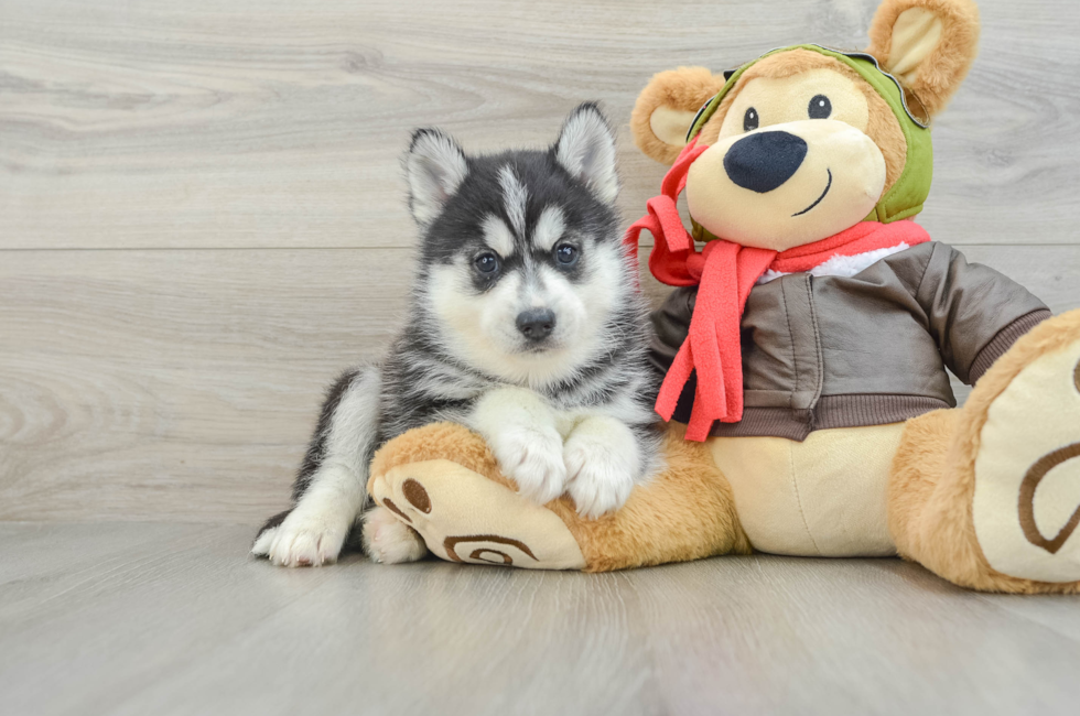 7 week old Pomsky Puppy For Sale - Seaside Pups