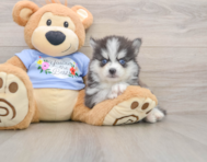 8 week old Pomsky Puppy For Sale - Seaside Pups