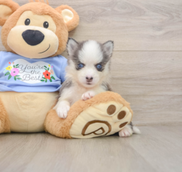 5 week old Pomsky Puppy For Sale - Seaside Pups