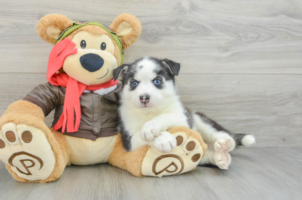 7 week old Pomsky Puppy For Sale - Seaside Pups