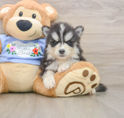 5 week old Pomsky Puppy For Sale - Seaside Pups