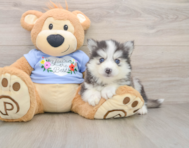 8 week old Pomsky Puppy For Sale - Seaside Pups