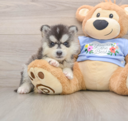 5 week old Pomsky Puppy For Sale - Seaside Pups