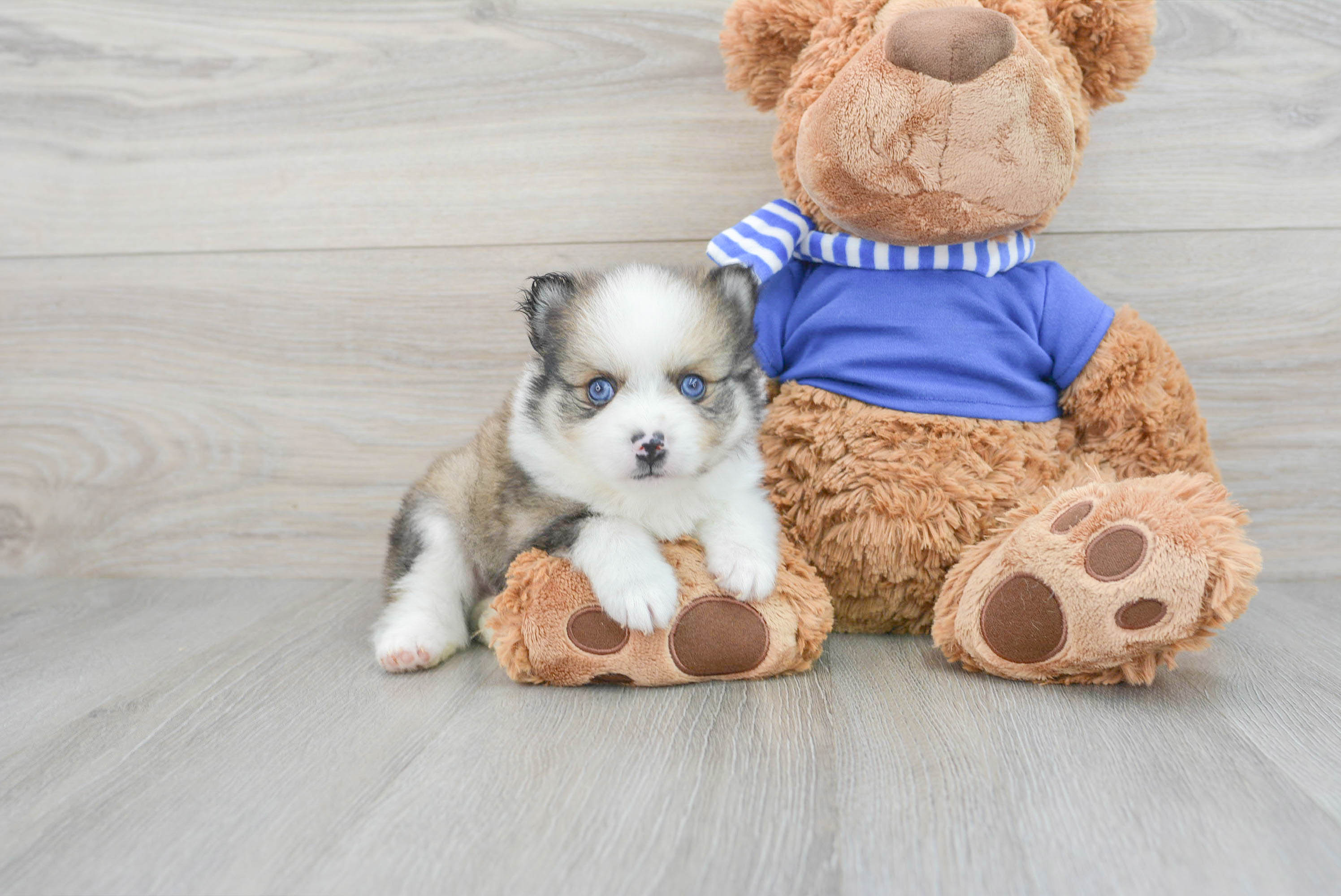 Toy pomsky outlet puppies