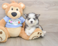 8 week old Pomsky Puppy For Sale - Seaside Pups
