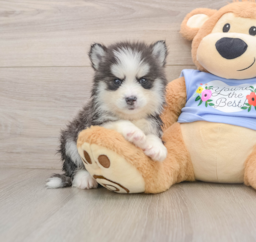 5 week old Pomsky Puppy For Sale - Seaside Pups