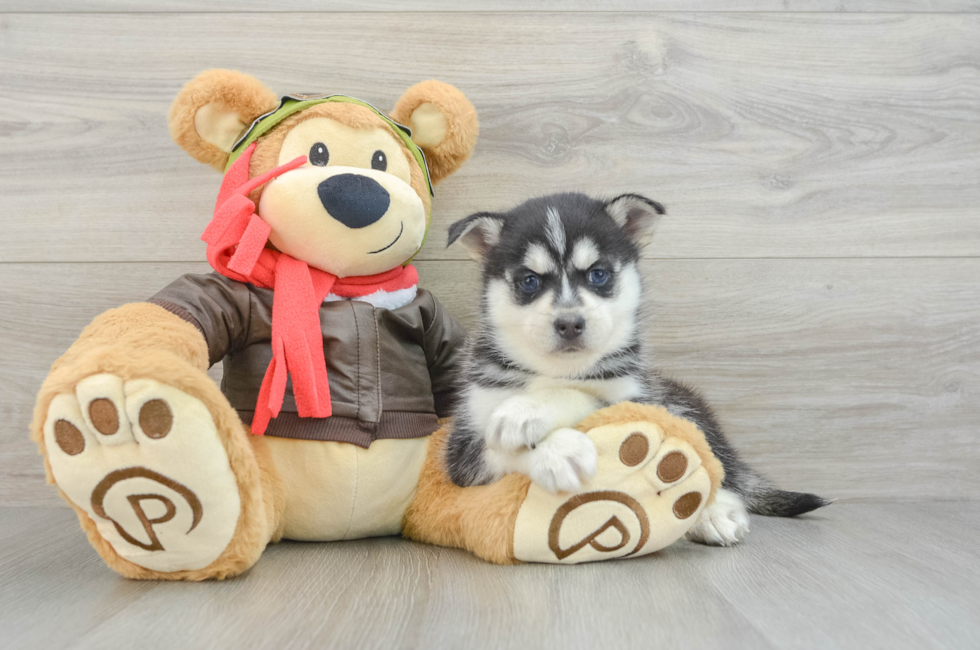 7 week old Pomsky Puppy For Sale - Seaside Pups