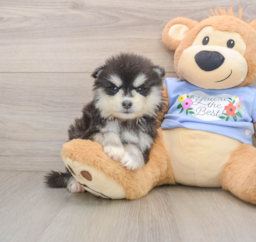 7 week old Pomsky Puppy For Sale - Seaside Pups
