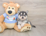 5 week old Pomsky Puppy For Sale - Seaside Pups