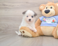 6 week old Pomsky Puppy For Sale - Seaside Pups