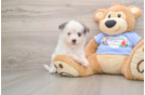 Pomsky Pup Being Cute