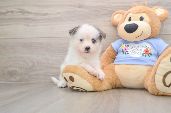 Pomsky Pup Being Cute