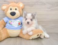5 week old Pomsky Puppy For Sale - Seaside Pups