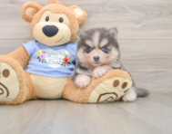 5 week old Pomsky Puppy For Sale - Seaside Pups