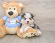 5 week old Pomsky Puppy For Sale - Seaside Pups