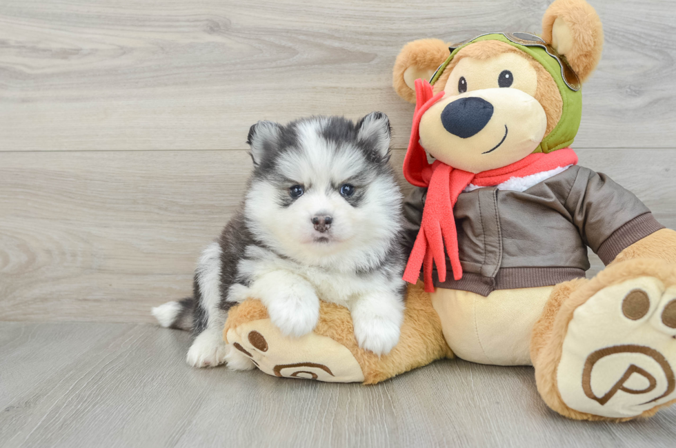 7 week old Pomsky Puppy For Sale - Seaside Pups