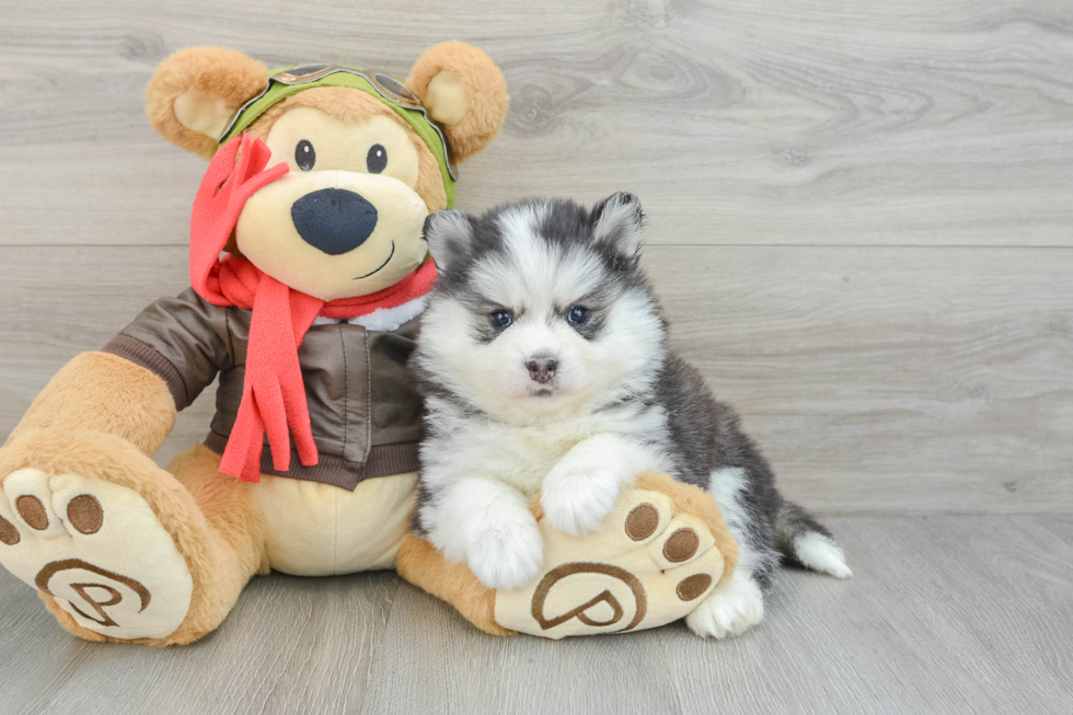 Best Pomsky Baby