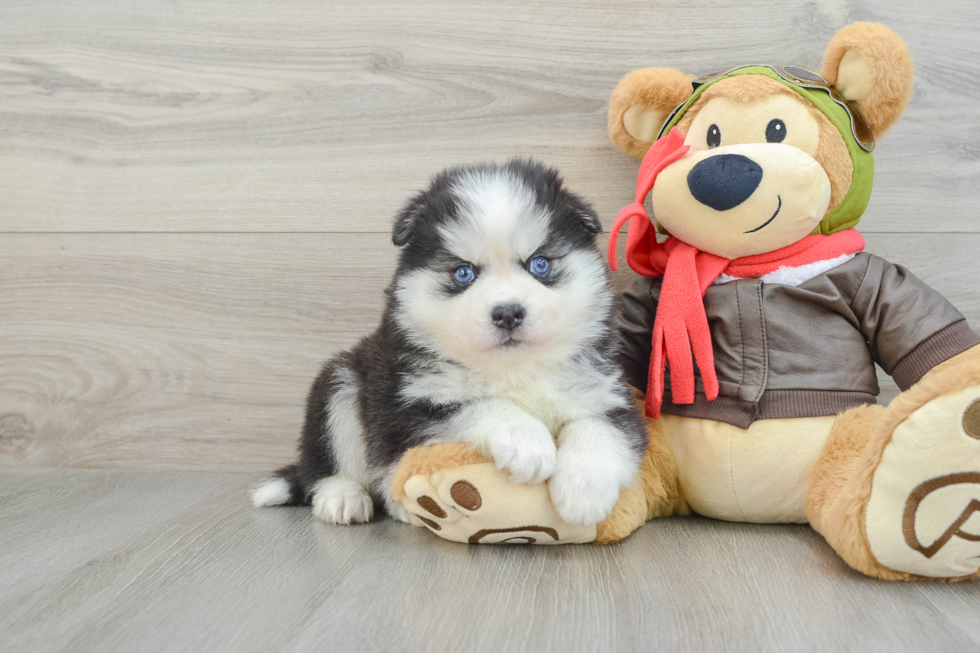 Hypoallergenic Husky and Pomeranian Mix Designer Puppy