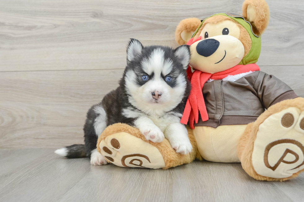 Pomsky Puppy for Adoption