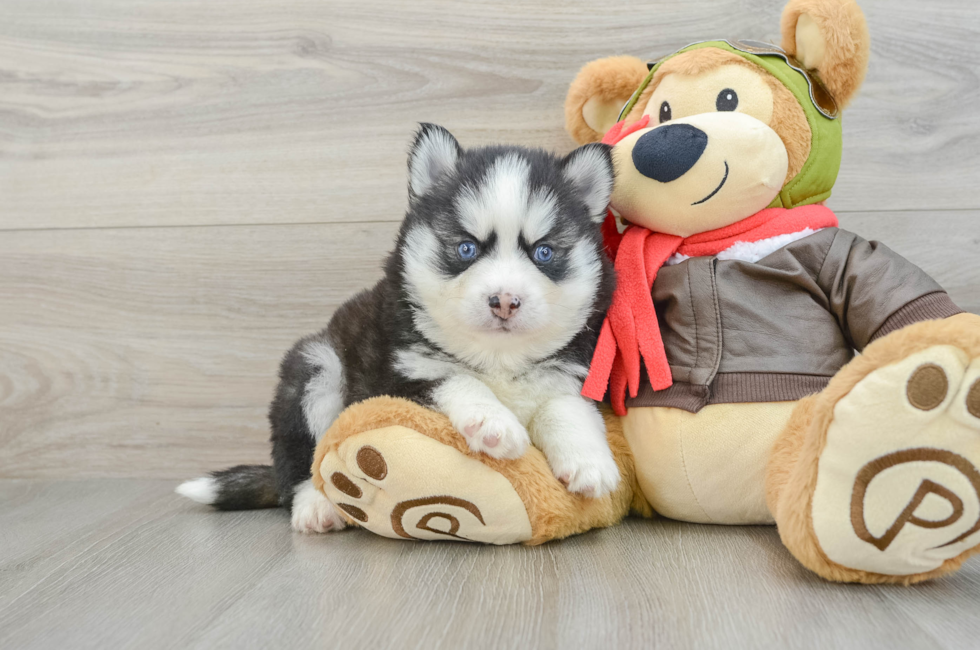 7 week old Pomsky Puppy For Sale - Seaside Pups