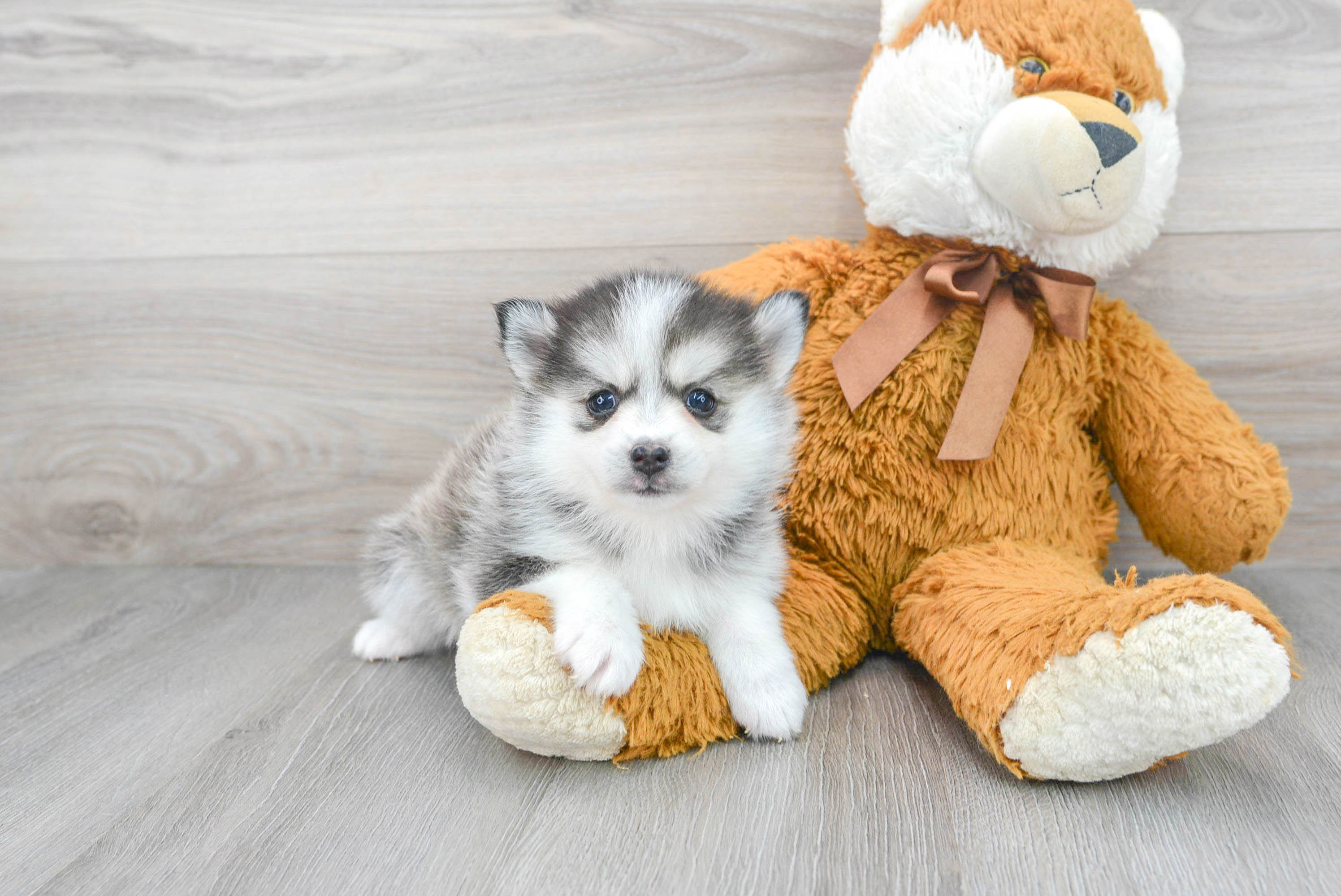 Adorable pomsky sales