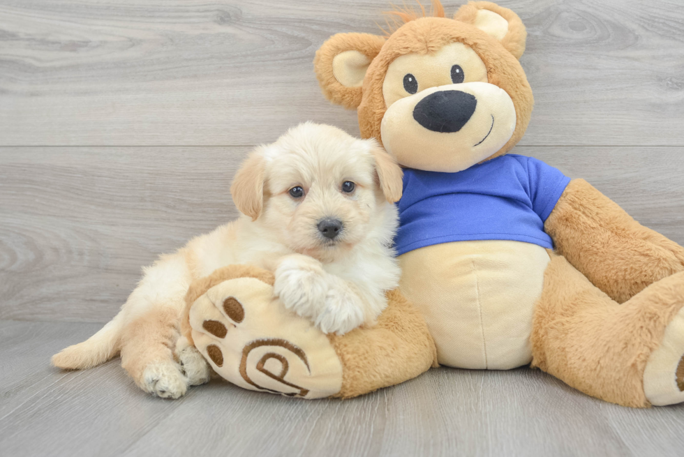 Pomsky Puppy for Adoption