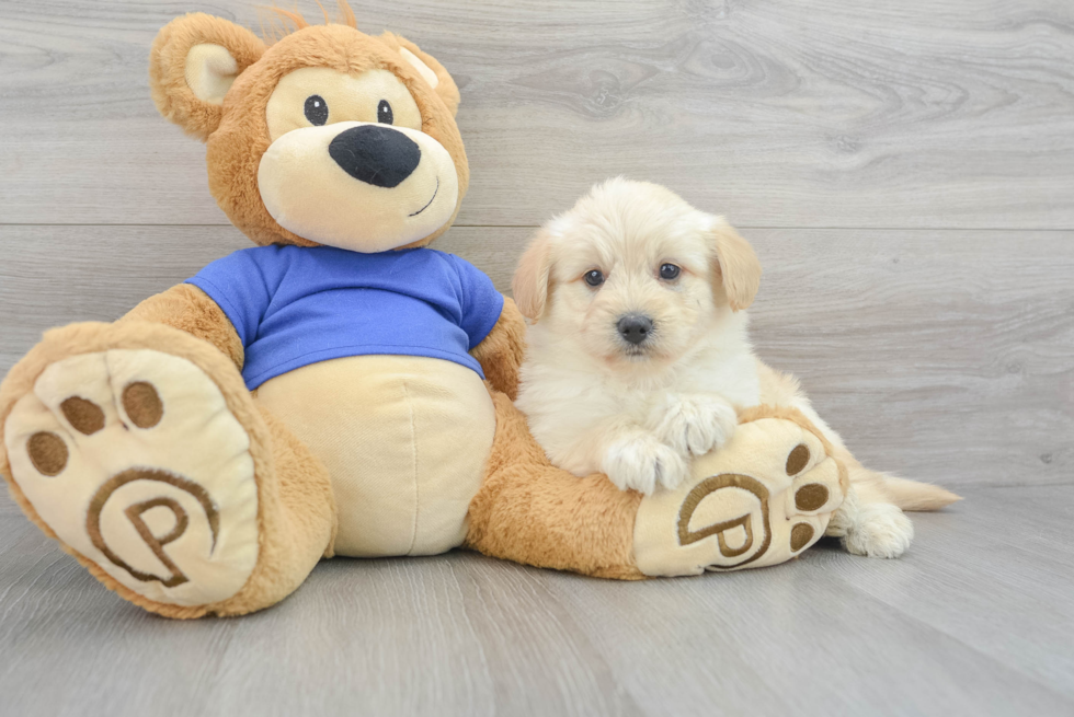 Pomsky Pup Being Cute