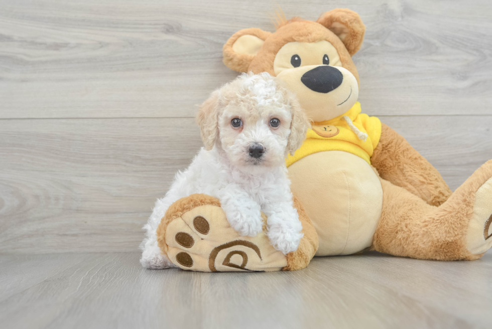 Best Poochon Baby