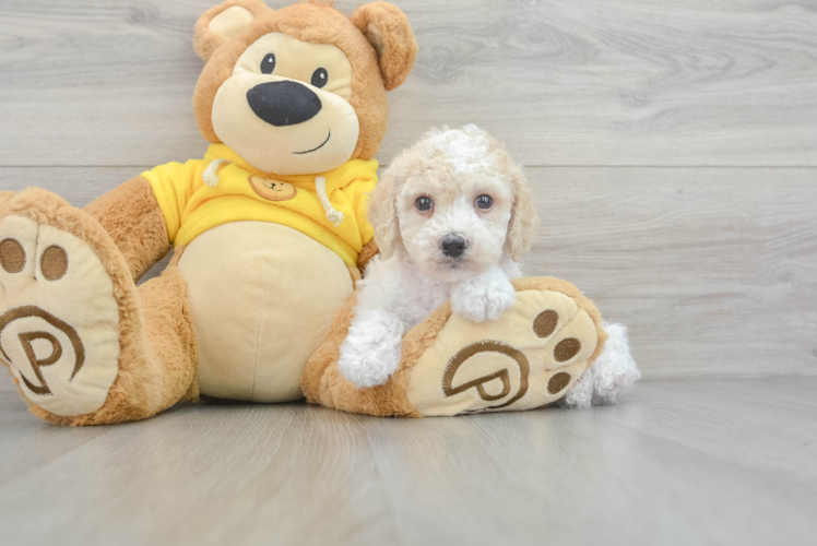 Poochon Puppy for Adoption