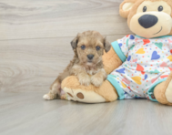 5 week old Poochon Puppy For Sale - Seaside Pups