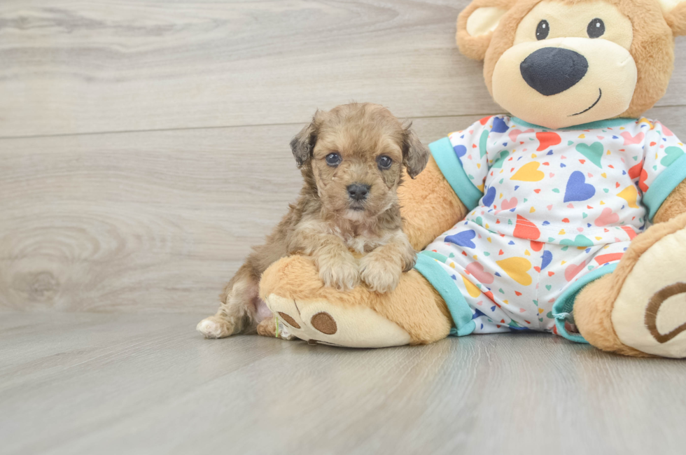 5 week old Poochon Puppy For Sale - Seaside Pups