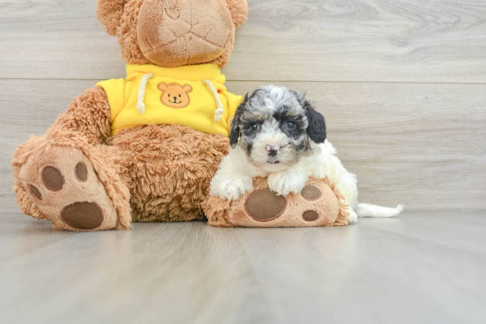 Hypoallergenic Bichpoo Poodle Mix Puppy