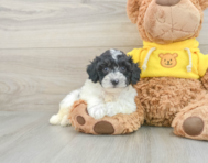 5 week old Poochon Puppy For Sale - Seaside Pups