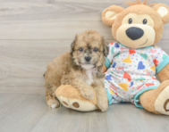 5 week old Poochon Puppy For Sale - Seaside Pups