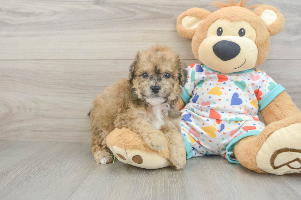 5 week old Poochon Puppy For Sale - Seaside Pups