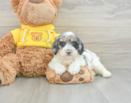 5 week old Poochon Puppy For Sale - Seaside Pups