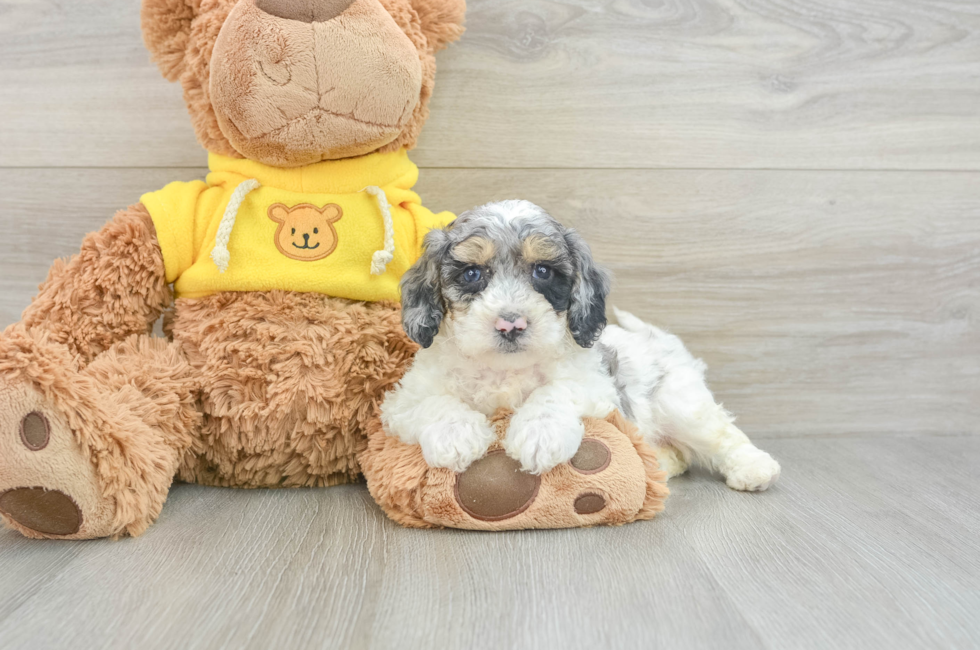 6 week old Poochon Puppy For Sale - Seaside Pups