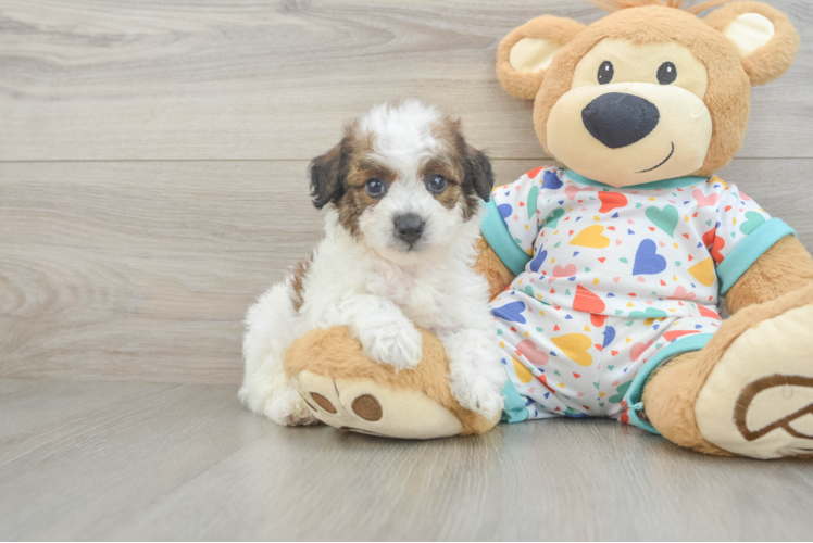 Small Poochon Baby