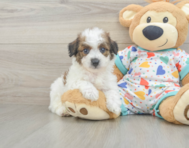 5 week old Poochon Puppy For Sale - Seaside Pups