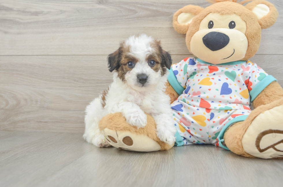 5 week old Poochon Puppy For Sale - Seaside Pups