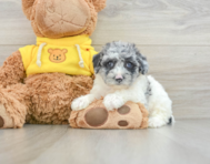 8 week old Poochon Puppy For Sale - Seaside Pups