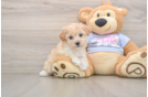 Best Poochon Baby