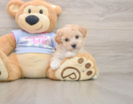 5 week old Poochon Puppy For Sale - Seaside Pups