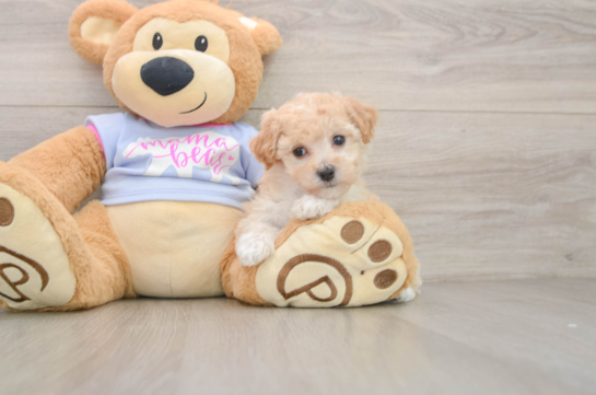 Friendly Poochon Baby