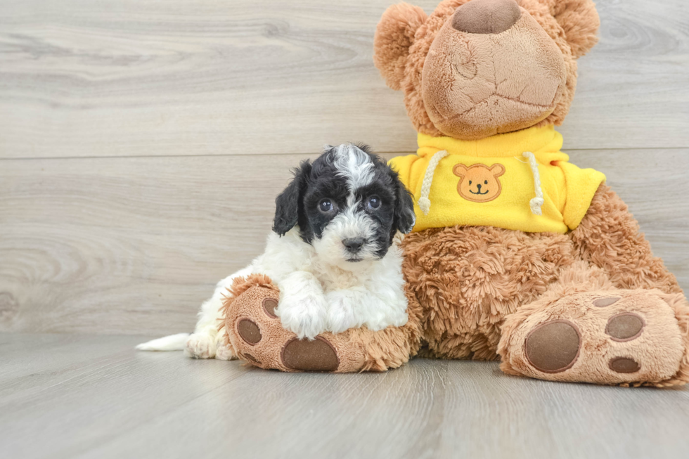 Energetic Bichpoo Poodle Mix Puppy