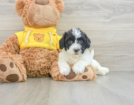 8 week old Poochon Puppy For Sale - Seaside Pups