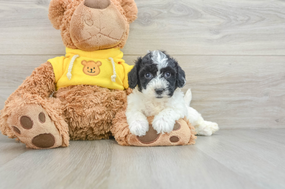 8 week old Poochon Puppy For Sale - Seaside Pups