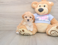 5 week old Poochon Puppy For Sale - Seaside Pups