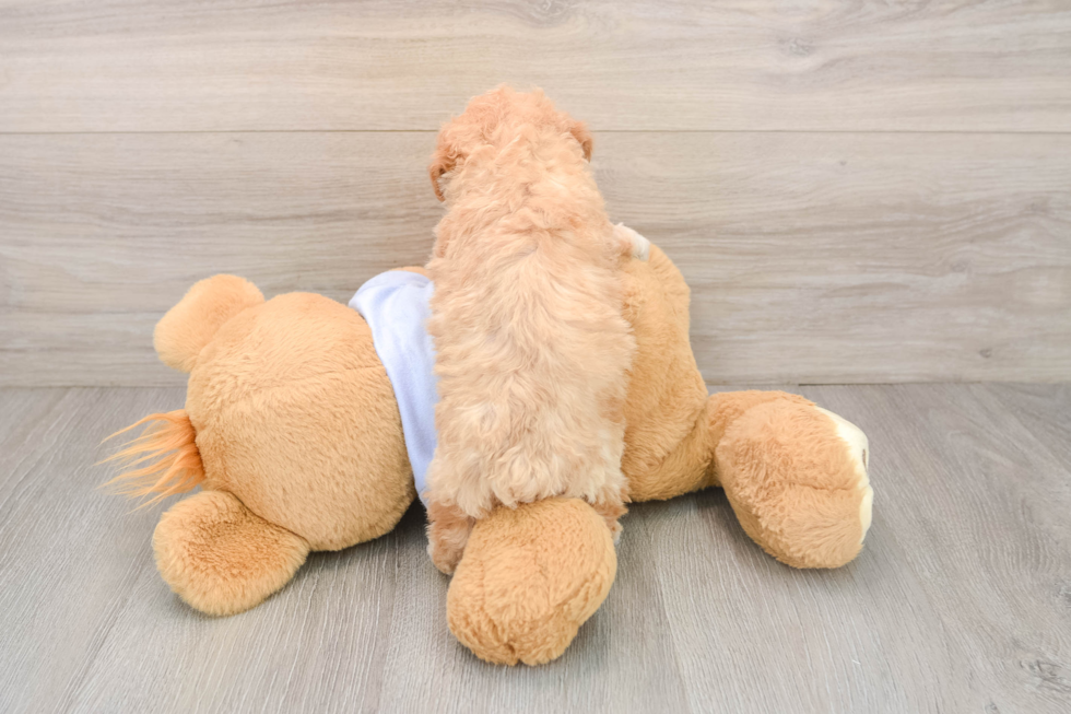 Smart Poochon Poodle Mix Pup