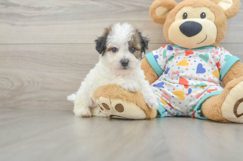 5 week old Poochon Puppy For Sale - Seaside Pups